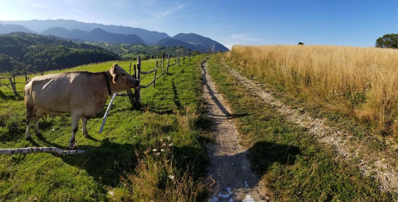 Pensiunea Tabacaru Peştera Exteriér fotografie