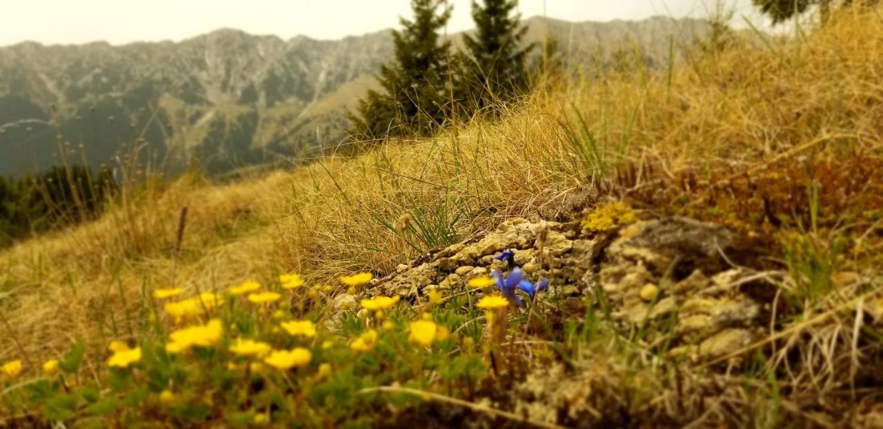 Pensiunea Tabacaru Peştera Exteriér fotografie